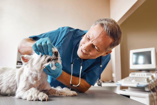 Best Emergency Denture Repair in Winchester, IL